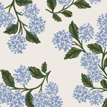 Hydrangea on Cream